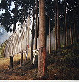 Forest Prayers, Darjeeling - Dinesh  Khanna - EDITIONS 24-Hour Auction