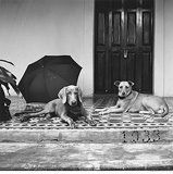 Front Porch with Dogs, D'cruz Residence, Saligao - Prabuddha  Dasgupta - 24-Hour Online Absolute Auction: Editions