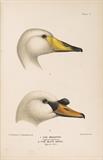 The Indian Ducks and Their Allies - Edward Charles Stuart Baker - Antiquarian Books Auction