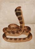 The Thanatophidia of India, Being a Description of Venomous Snakes of the Indian Peninsula - Sir Joseph Fayrer - Antiquarian Books Auction