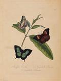 Natural History of the Insects of India, containing upwards of two hundred and twenty figures and descriptions - Edward Donovan and J O Westwood - Antiquarian Books: In Pursuit of the Picturesque