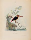 Illustrations of Indian ornithology : Containing fifty figures of new, unfigured and interesting species of birds, chiefly from the south of India - Thomas  C Jerdon - Antiquarian Books: In Pursuit of the Picturesque