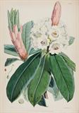 The Rhododendrons of Sikkim-Himalaya; being an account, botanical and geographical, of the Rhododendrons recently discovered in the mountains of Eastern Himalaya, from drawings and descriptions made on the spot, 3 Parts in 1 volume - Sir Joseph Dalton Hooker - Antiquarian Books: In Pursuit of the Picturesque