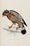 A Century of Birds from the Himalaya Mountains - John  Gould - Antiquarian Books: In Pursuit of the Picturesque