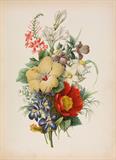 Flowers from an Indian Garden: Hope - Emily  Eden - Antiquarian Books: In Pursuit of the Picturesque