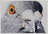 Pigeon Portrait - Adele  Renault - Mumbai Urban Art Festival Fundraiser Auction