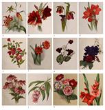 SET OF TWELVE CHROMOLITHOGRAPHS OF FLOWERS - Multiple  Artists - REDiscovery: Auction of Art and Collectibles