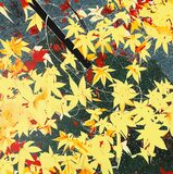 Blossoms Return Like Promises The Earth Never Forgets - Binoy Varghese - From Classical to Contemporary